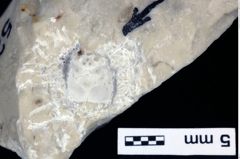 Foto (Detailansicht) von Nodoprosopon ornataum (Meyer, 1842) (NHMW-GEO-1990-0041-0520)